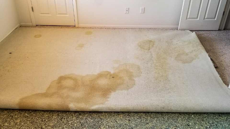 Pet urine stains on back of rolled up carpet removed by Carpet Cleaning of Reading
